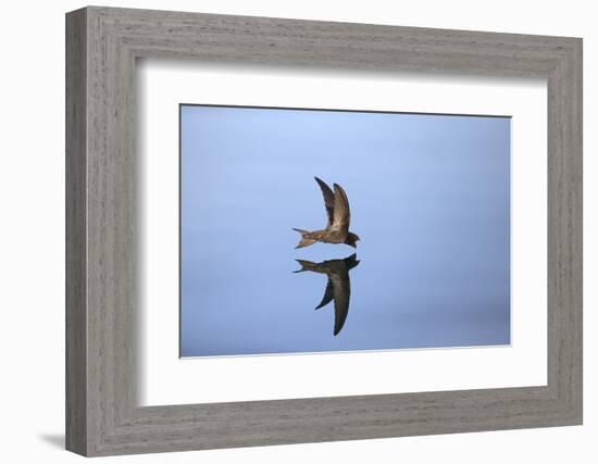 Common Swift in flight reflected in water, Norfolk, England-Robin Chittenden-Framed Photographic Print