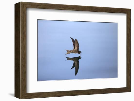 Common Swift in flight reflected in water, Norfolk, England-Robin Chittenden-Framed Photographic Print