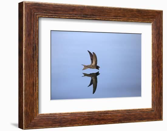 Common Swift in flight reflected in water, Norfolk, England-Robin Chittenden-Framed Photographic Print