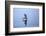 Common Swift in flight reflected in water, Norfolk, England-Robin Chittenden-Framed Photographic Print