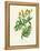 'Common Tansy', c1891, (1891)-Anne Pratt-Framed Premier Image Canvas