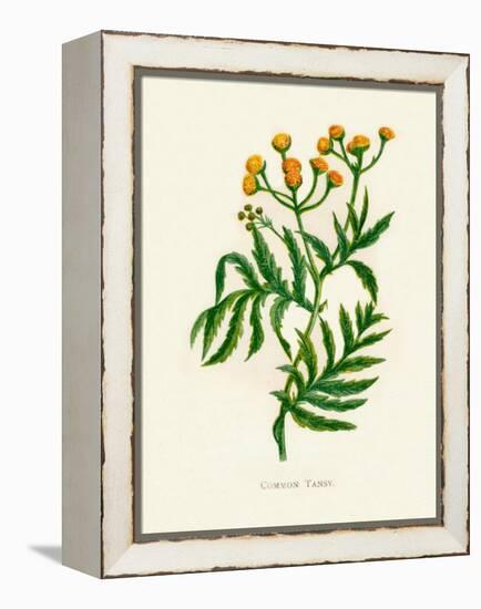 'Common Tansy', c1891, (1891)-Anne Pratt-Framed Premier Image Canvas