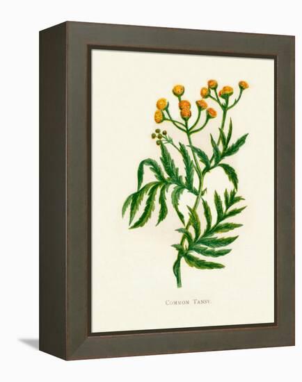 'Common Tansy', c1891, (1891)-Anne Pratt-Framed Premier Image Canvas