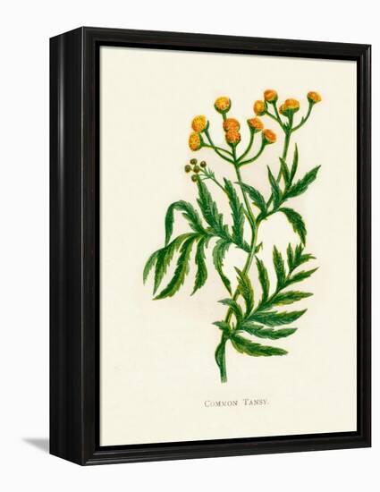 'Common Tansy', c1891, (1891)-Anne Pratt-Framed Premier Image Canvas