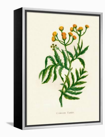 'Common Tansy', c1891, (1891)-Anne Pratt-Framed Premier Image Canvas