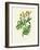 'Common Tansy', c1891, (1891)-Anne Pratt-Framed Giclee Print