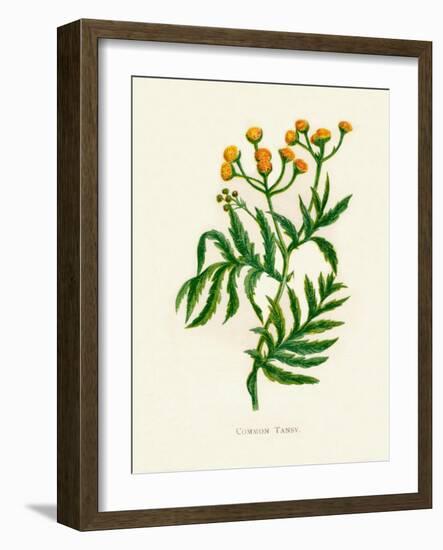 'Common Tansy', c1891, (1891)-Anne Pratt-Framed Giclee Print