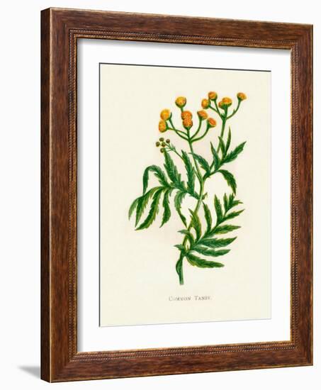 'Common Tansy', c1891, (1891)-Anne Pratt-Framed Giclee Print