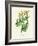 'Common Tansy', c1891, (1891)-Anne Pratt-Framed Giclee Print