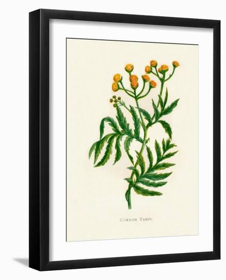 'Common Tansy', c1891, (1891)-Anne Pratt-Framed Giclee Print