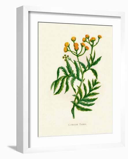 'Common Tansy', c1891, (1891)-Anne Pratt-Framed Giclee Print