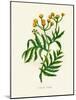 'Common Tansy', c1891, (1891)-Anne Pratt-Mounted Giclee Print