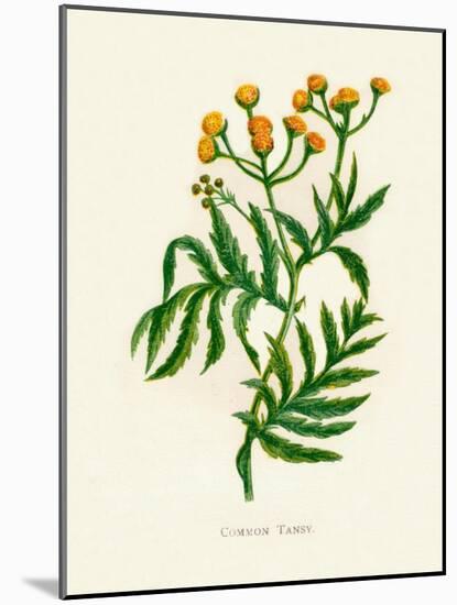 'Common Tansy', c1891, (1891)-Anne Pratt-Mounted Giclee Print