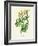 'Common Tansy', c1891, (1891)-Anne Pratt-Framed Giclee Print