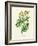 'Common Tansy', c1891, (1891)-Anne Pratt-Framed Giclee Print