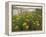 Common Tansy in Flower, Sweden-Staffan Widstrand-Framed Premier Image Canvas