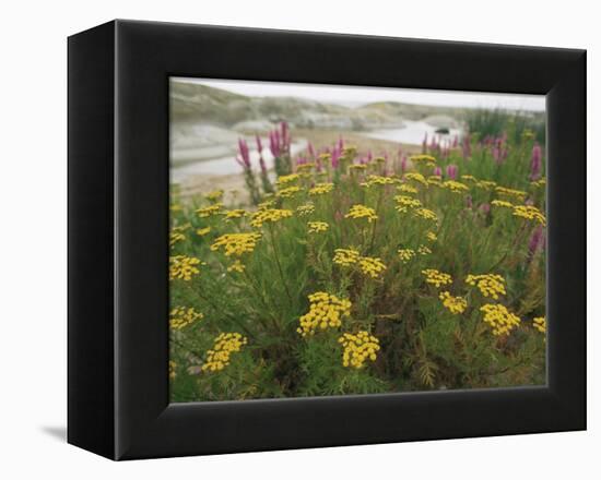 Common Tansy in Flower, Sweden-Staffan Widstrand-Framed Premier Image Canvas