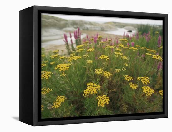 Common Tansy in Flower, Sweden-Staffan Widstrand-Framed Premier Image Canvas