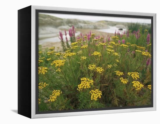 Common Tansy in Flower, Sweden-Staffan Widstrand-Framed Premier Image Canvas