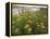 Common Tansy in Flower, Sweden-Staffan Widstrand-Framed Premier Image Canvas