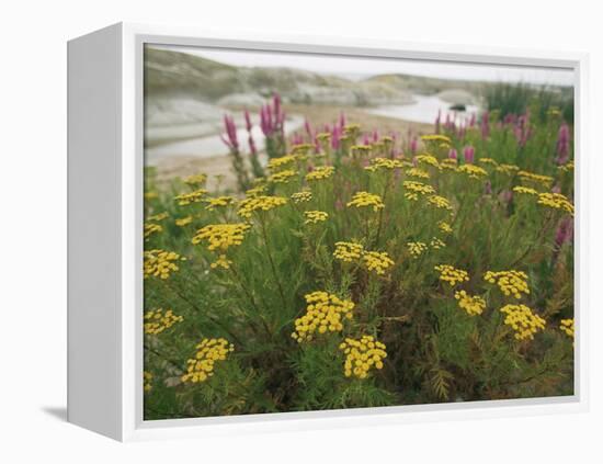 Common Tansy in Flower, Sweden-Staffan Widstrand-Framed Premier Image Canvas