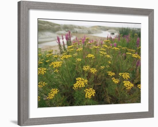 Common Tansy in Flower, Sweden-Staffan Widstrand-Framed Photographic Print