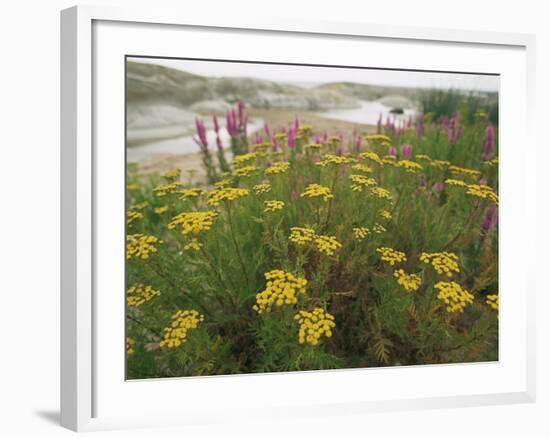 Common Tansy in Flower, Sweden-Staffan Widstrand-Framed Photographic Print