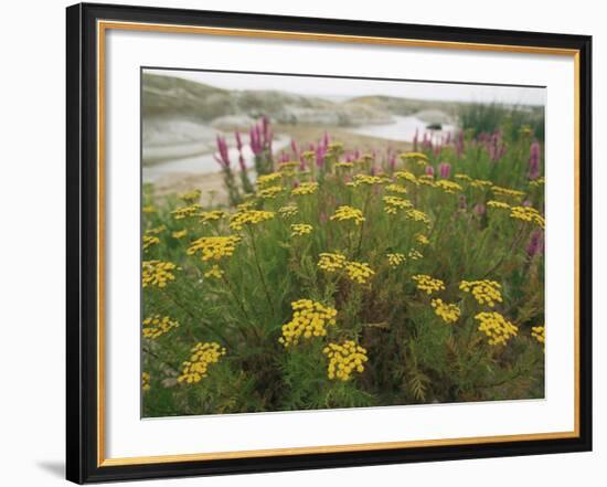 Common Tansy in Flower, Sweden-Staffan Widstrand-Framed Photographic Print