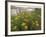 Common Tansy in Flower, Sweden-Staffan Widstrand-Framed Photographic Print