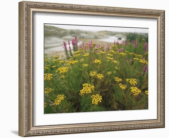 Common Tansy in Flower, Sweden-Staffan Widstrand-Framed Photographic Print