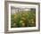 Common Tansy in Flower, Sweden-Staffan Widstrand-Framed Photographic Print