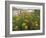 Common Tansy in Flower, Sweden-Staffan Widstrand-Framed Photographic Print