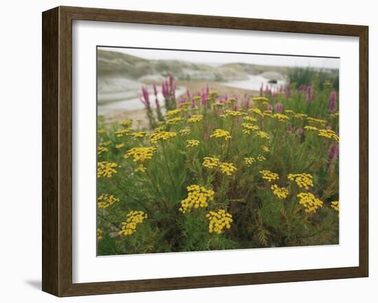 Common Tansy in Flower, Sweden-Staffan Widstrand-Framed Photographic Print