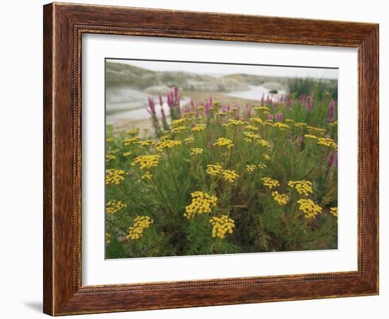 Common Tansy in Flower, Sweden-Staffan Widstrand-Framed Photographic Print