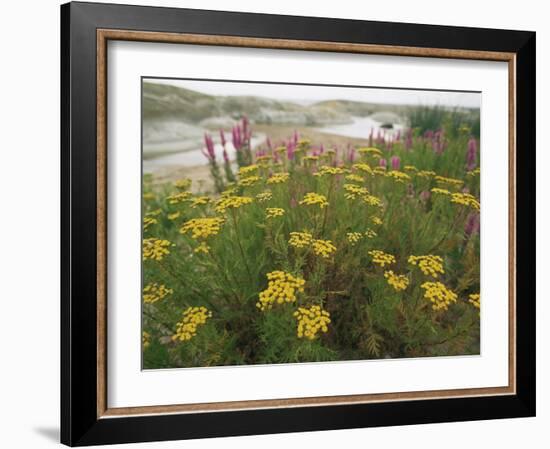 Common Tansy in Flower, Sweden-Staffan Widstrand-Framed Photographic Print