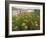 Common Tansy in Flower, Sweden-Staffan Widstrand-Framed Photographic Print