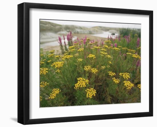 Common Tansy in Flower, Sweden-Staffan Widstrand-Framed Photographic Print