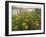 Common Tansy in Flower, Sweden-Staffan Widstrand-Framed Photographic Print