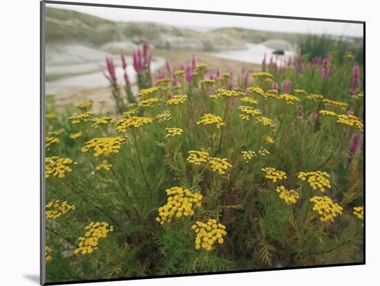 Common Tansy in Flower, Sweden-Staffan Widstrand-Mounted Photographic Print