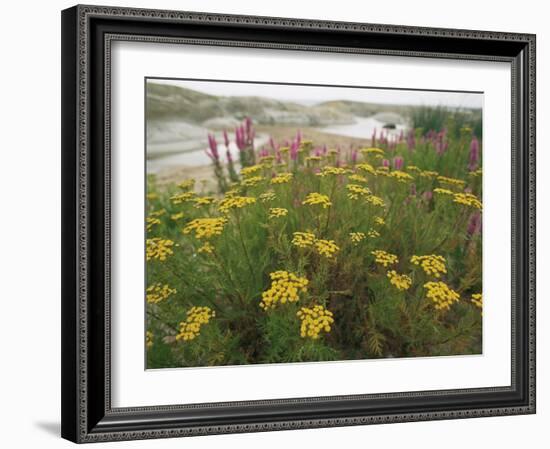 Common Tansy in Flower, Sweden-Staffan Widstrand-Framed Photographic Print