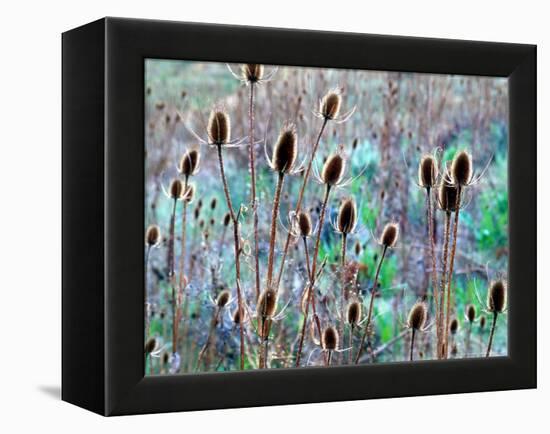 Common Teasel Seed Pods, Imnaha River Canyon, Oregon, USA-William Sutton-Framed Premier Image Canvas