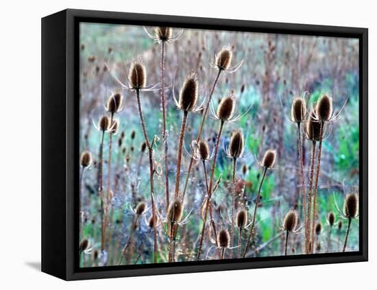 Common Teasel Seed Pods, Imnaha River Canyon, Oregon, USA-William Sutton-Framed Premier Image Canvas