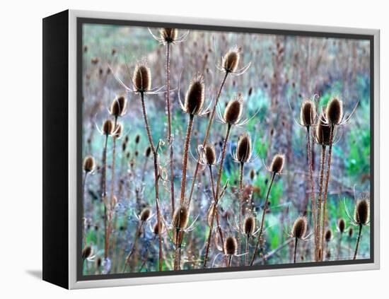 Common Teasel Seed Pods, Imnaha River Canyon, Oregon, USA-William Sutton-Framed Premier Image Canvas