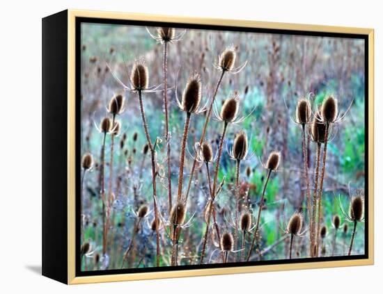 Common Teasel Seed Pods, Imnaha River Canyon, Oregon, USA-William Sutton-Framed Premier Image Canvas