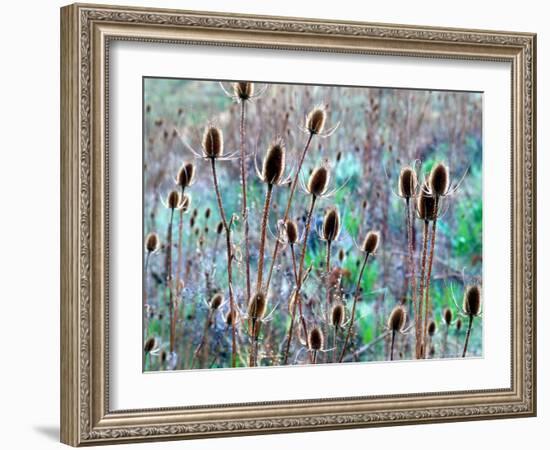 Common Teasel Seed Pods, Imnaha River Canyon, Oregon, USA-William Sutton-Framed Photographic Print