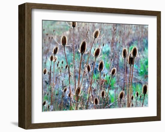 Common Teasel Seed Pods, Imnaha River Canyon, Oregon, USA-William Sutton-Framed Photographic Print