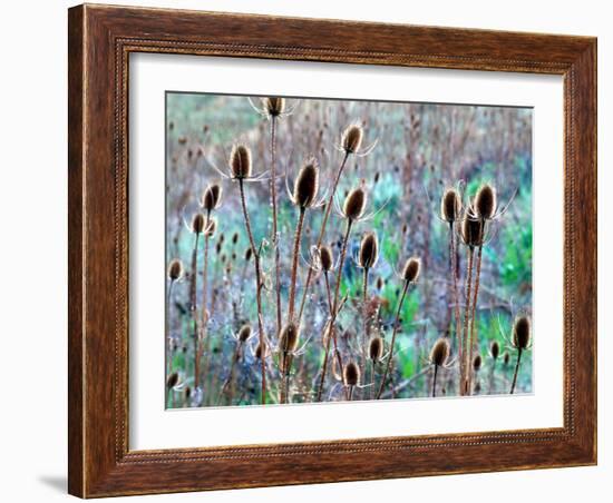 Common Teasel Seed Pods, Imnaha River Canyon, Oregon, USA-William Sutton-Framed Photographic Print