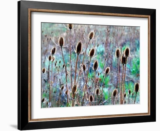 Common Teasel Seed Pods, Imnaha River Canyon, Oregon, USA-William Sutton-Framed Photographic Print