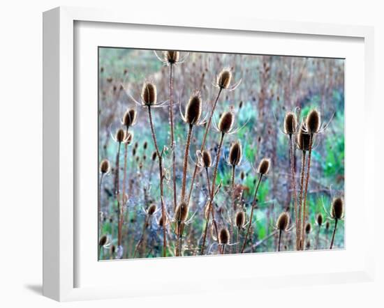 Common Teasel Seed Pods, Imnaha River Canyon, Oregon, USA-William Sutton-Framed Photographic Print