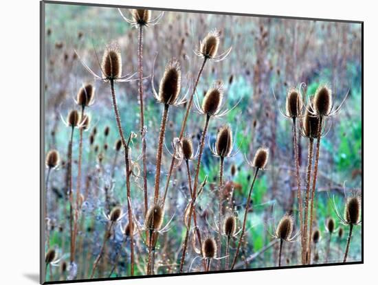 Common Teasel Seed Pods, Imnaha River Canyon, Oregon, USA-William Sutton-Mounted Photographic Print